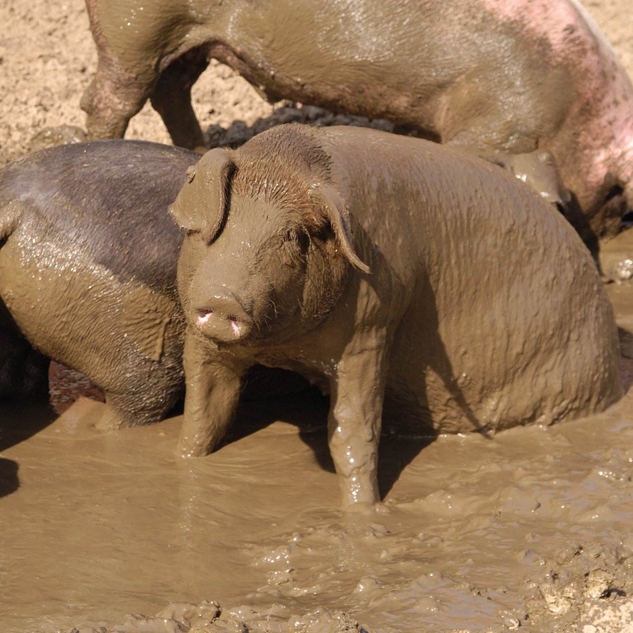 LiVar Schwein LiVar Schwein